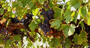 Life on the Vines